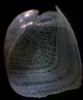 Philine angulata